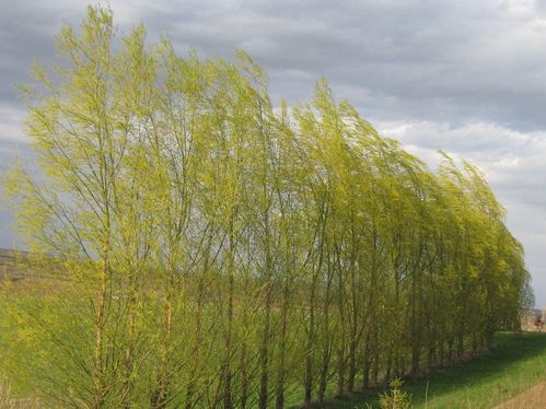 a group of trees