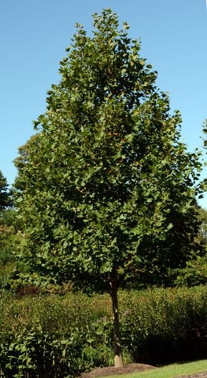 a tree in a field