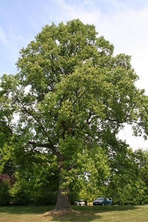 a large tree in a park