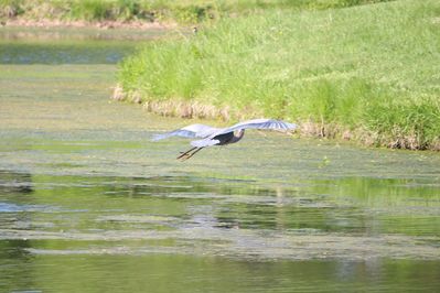 a bird flying over a body of water