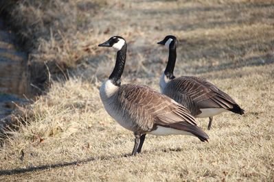 a group of geese walking on a dirt road