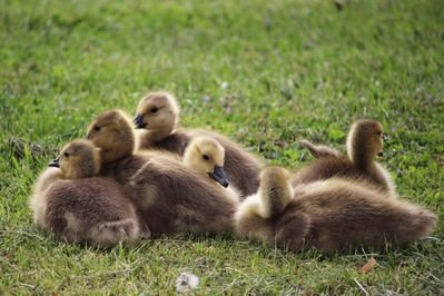 a group of baby ducks