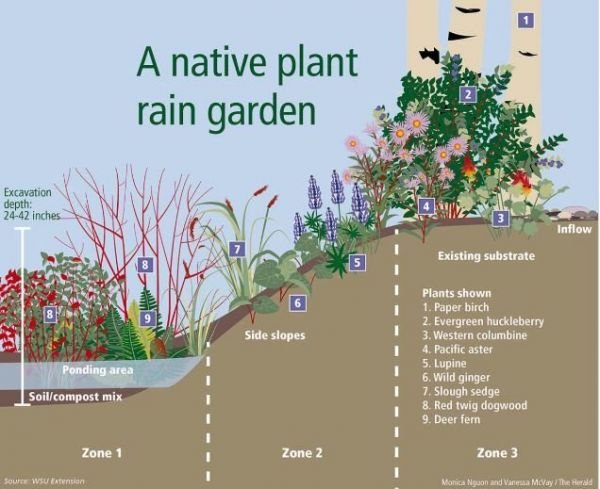 vegetation