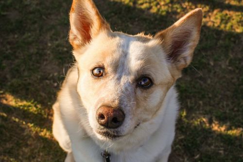 pattonpup-2