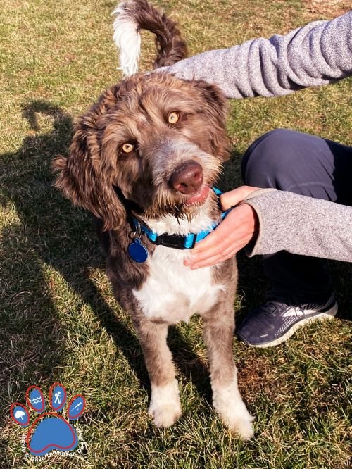 NovPattonPup-1
