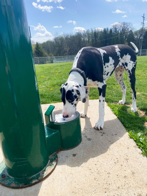 PattonPupMaggie-4